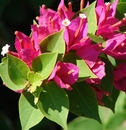 Bougainvillea Moderate Package